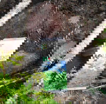 Minuman klorofil aman enggak buat ibu hamil?