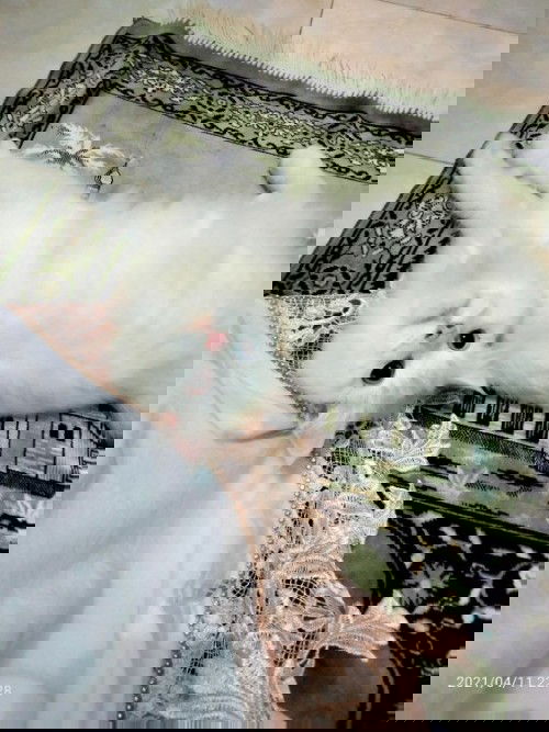 Bolehkah hamil mengurus kucing