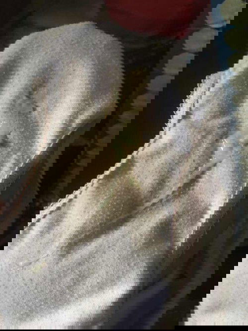 40 weeks in pregnancy
 Hi mga mommies anu po kaya itung lumabas ?? Advice plss ..
#firstimemom