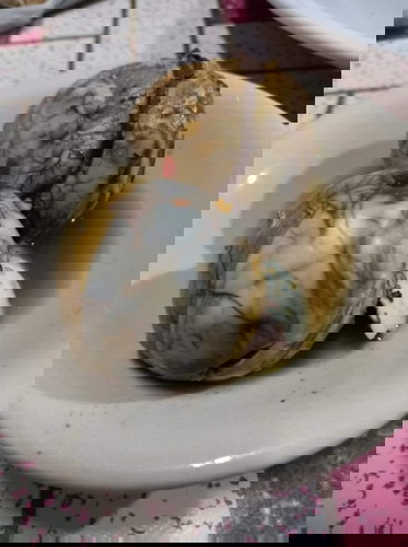 I am 6 weeks preg, safe po ba kumain ng balot? 😊 Ty po sa sasagot ..