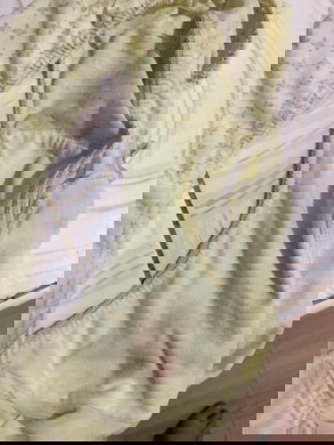 Spotting or not ? 🥺🥺