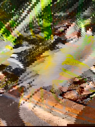 Bâng khuâng đứng giữa 2 dòng, chọn một dòng hay để nước cuốn trôi.