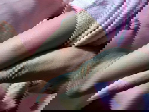 แผลแบบนี้คือแมลงอะไรกัดคะ