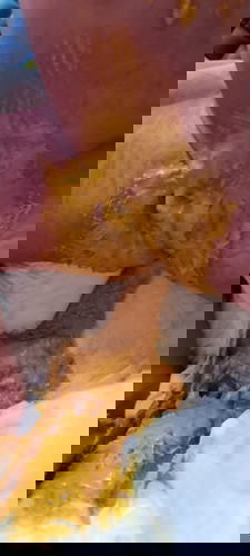 Pup baby usia 2 minggu