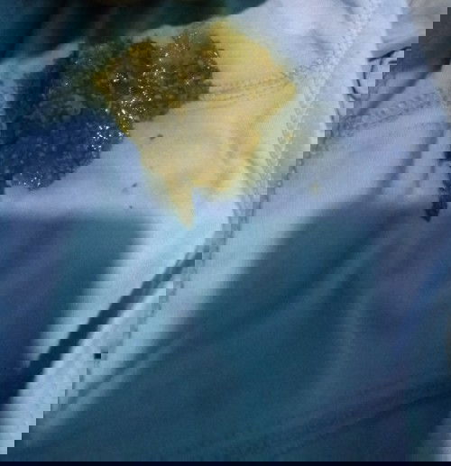 Pup warna hijau kecoklatan