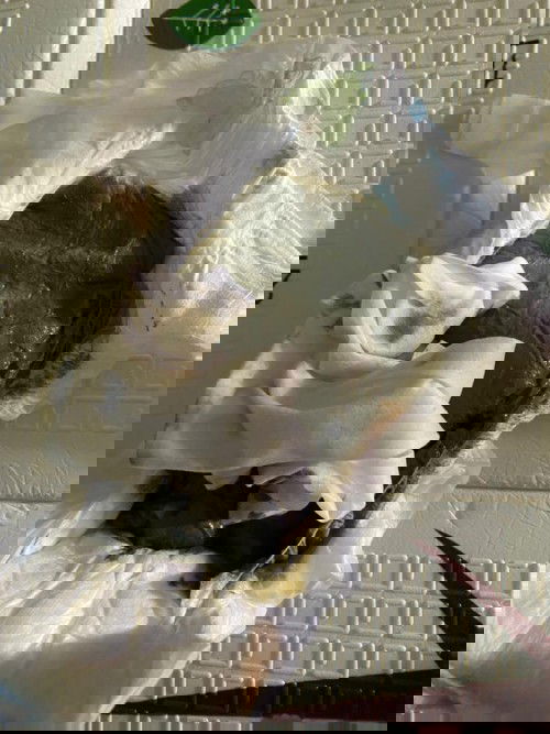 Najis anak minum susu fm color hijau lumut. Normal ke?