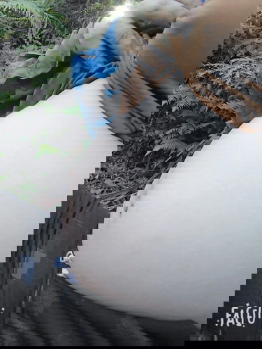 bụng em như vậy tụt chưa các m,em được 31w rồi ạ