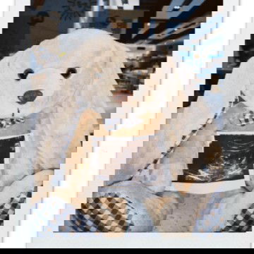 ptradinda93@gmail.com