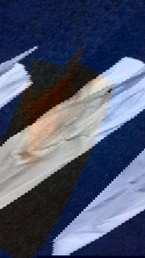 Keluar bercak darah kecoklatan