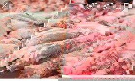Bawal po ba ang karneng baboy at manok pati ang purong kape
sa batang may g6pd