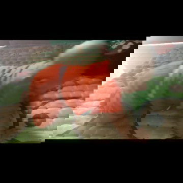 Merangkak apa duduk,