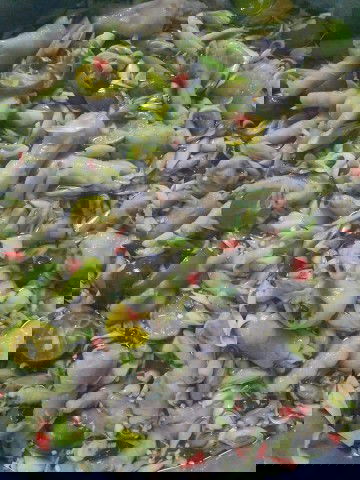 CHÂN GÀ SẢ TẮC