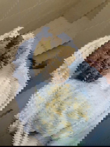 Salam ibu² anak saya berumur 1 tahun 5b, dia buang air besar terlalu keras so apa yang perlu buat??