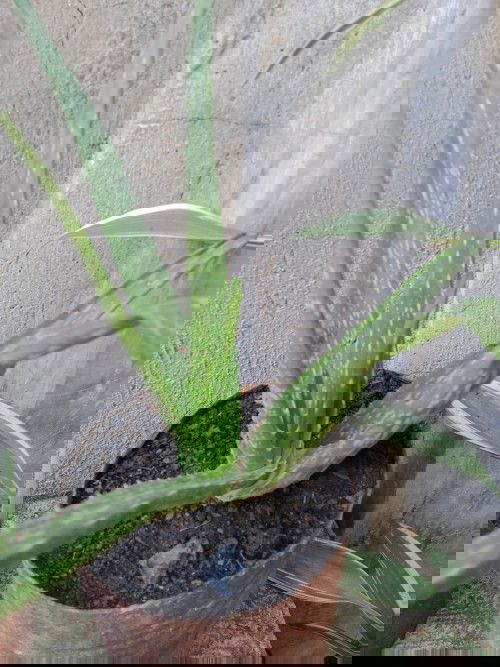 skincare for pregnant