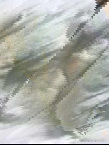 ฉี่ออกสีส้มๆ เหมือนปนเลือด