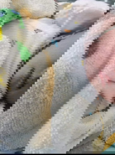 Selamat melahirkan 40 weeks 6 days