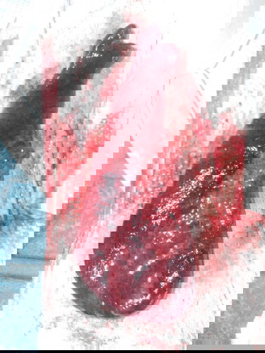 ผึ้งคลอดน้องได้7เดือน11วัน