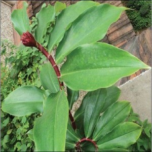 insulin plant
