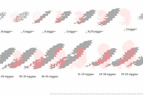 Kehamilan Dari masa ke masa