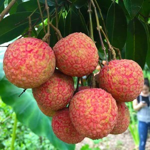 Bầu có dc ăn quả vải không