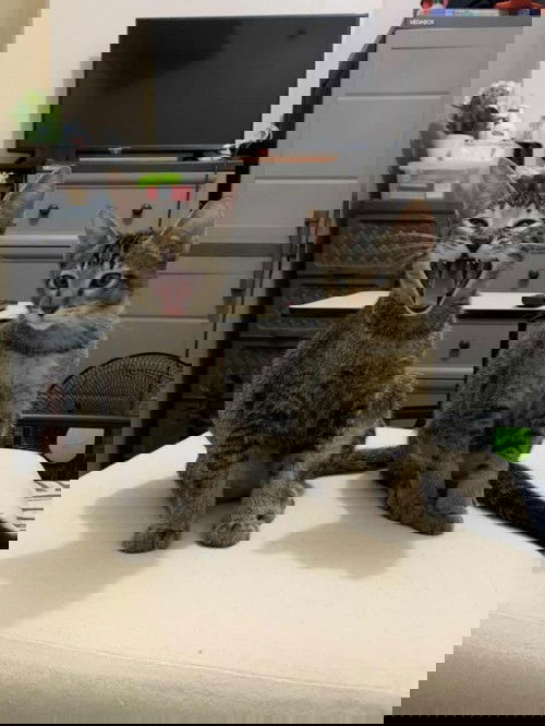 Bawal po ba makipaglaro sa pusa ang buntis?