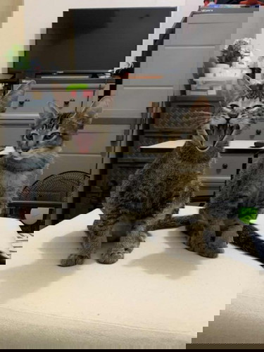 Bawal po ba makipaglaro sa pusa ang buntis?