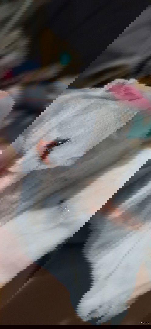 Mata belekan campur darah, ada yg ngalamin?