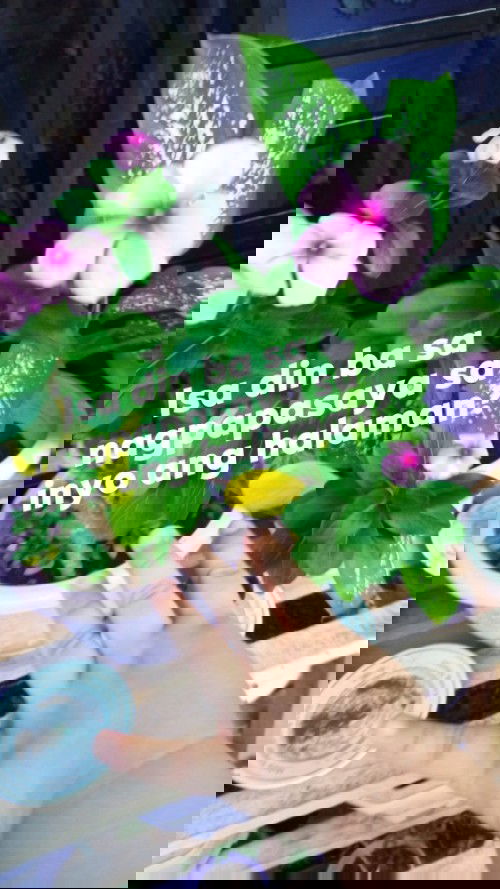 Hay mga mommy,.Kasama ba sa daily activities nyo  Ang pag dilig ng inyong bulaklak? 
#Myseconddayher