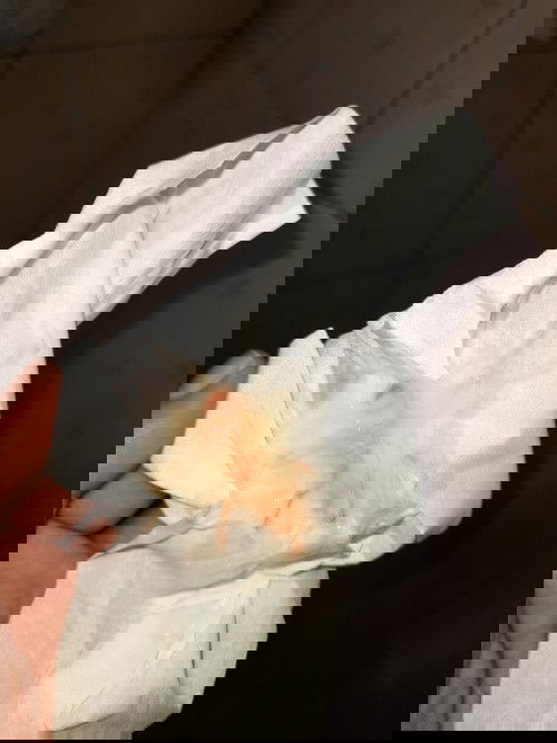 Keluar lendir campur darah di 39w3d tapi ngga ada rasa mules