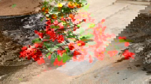 Lần đầu làm mẹ