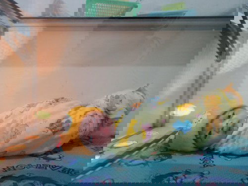 Kelahiran anak kedua