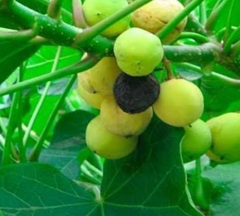 Nostalgia, Mabok gara-gara bandel