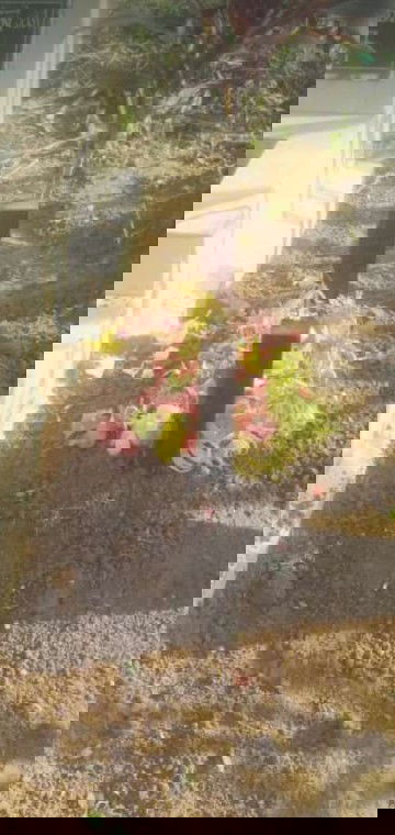 InsyaaAllah mama ikhlas 😊