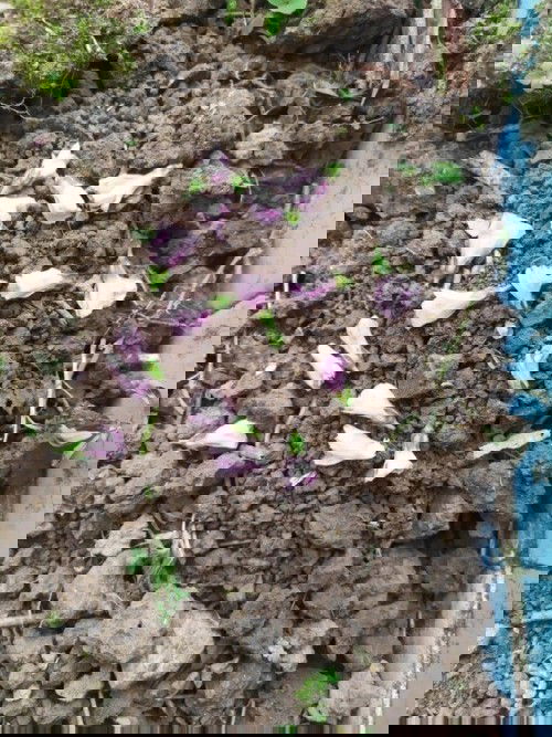 Allah lebih sayang kamu, nak 💕