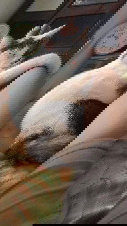 Boleh kah ibu hamil pelihara kucing