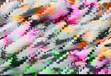 Sữa chua trái cây