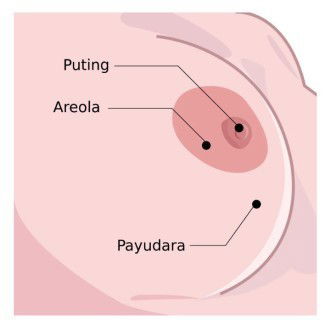 Seputar payudara