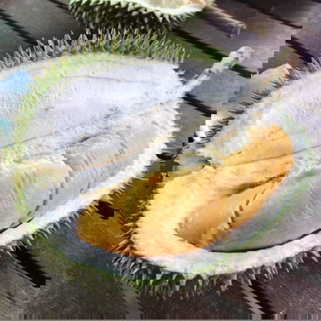 BOLEH KE MAKAN DURIAN?