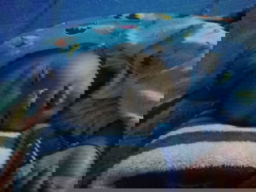 เด็กคลอดก่อนกำหนด