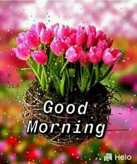 SC baiknya pakai BPJS atau UMUM?