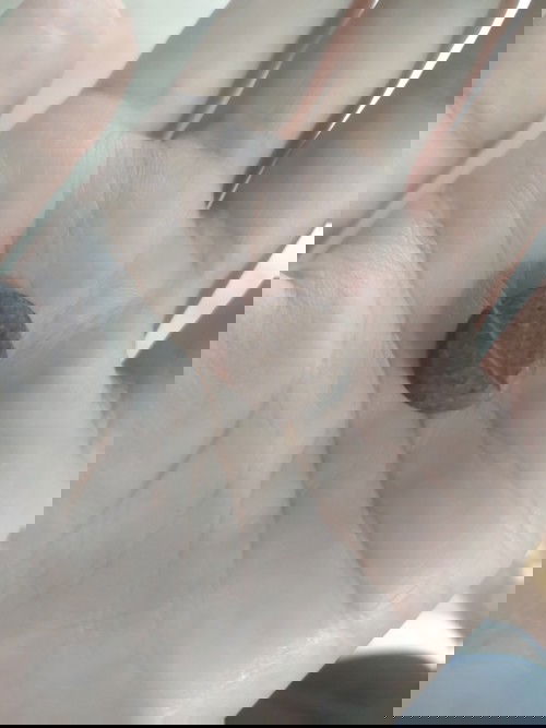 ยาบำรุงเลือด