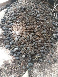 Kotoran kambing dan masa kecil ku