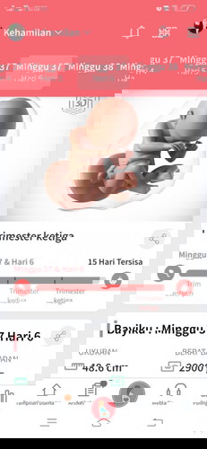 37w1d belum melahirkan