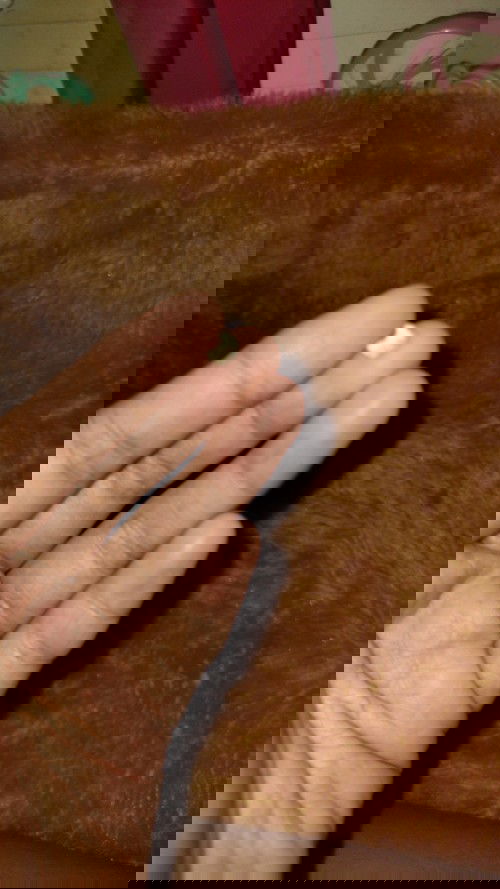 Gigi rontok atau copot saat hamil