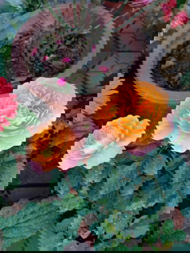 Cho em hỏi có mon nào ở tháng thứ 5 ho nhiều kh ạ có cách trị ho nào không các mon.e cảm ơn