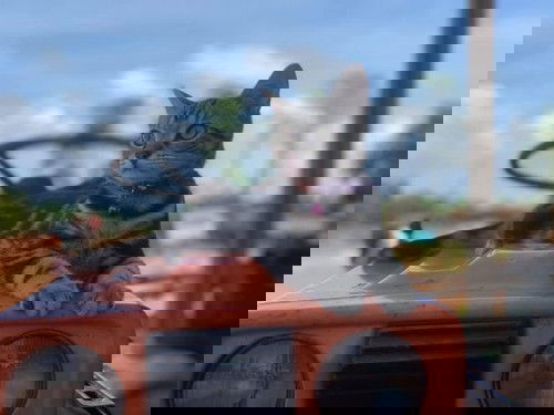 แม่ท้องบ้านไหนเลี้ยงแมวกันบ้างคะ