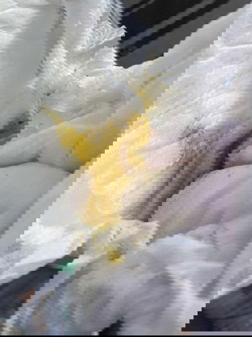 10 months old Diarrhoea