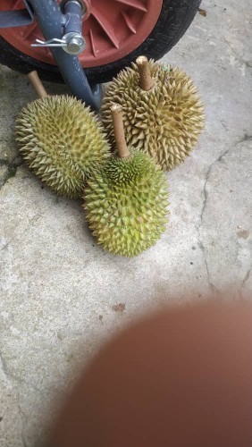 Boleh kew ibu megandung mkn durian.