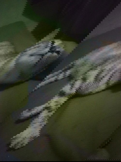 Nyeri seperti mau haid