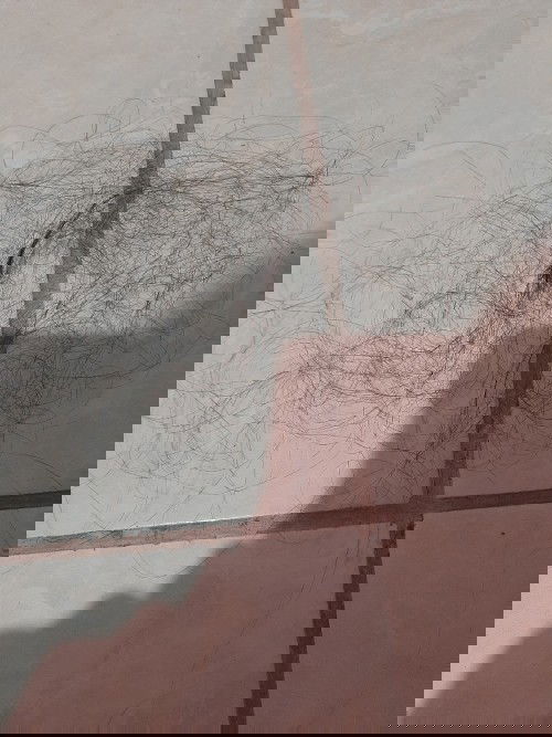 Rekomendasi mom shampoo or hair tonic yg ampuh ut rambut rontok parah saat menyusui. Paraaaahhh bgt